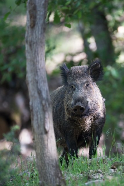 La chasse anticipée au 1er juin : une nouveauté qui n’en est pas une !