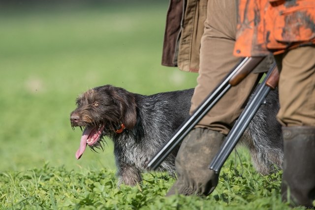 Arrêté préfectoral d’ouverture de la chasse 2018-2019 : un bilan en demi teinte