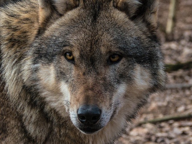 L’ONCFS confirme la présence de 430 loups en France