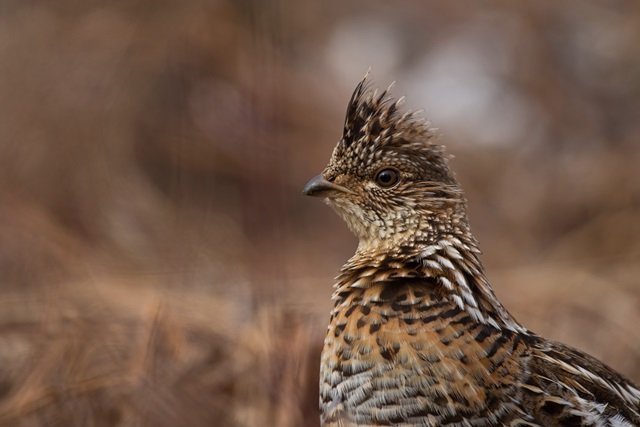 Dimanche 16, c’est l’ouverture de la chasse au petit-gibier de montagne !