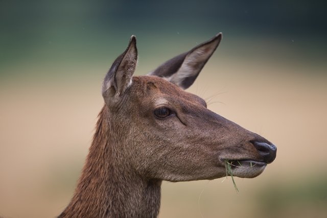 Cerf : dis-moi comment tu t’appelles ?