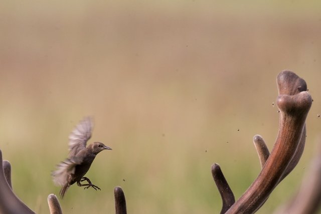 Les bois du Cerf