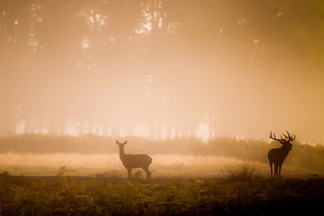 Le brame du Cerf