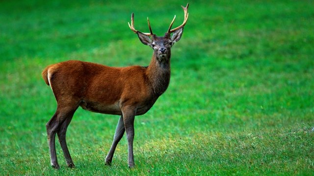 Le Cerf élaphe en Isère