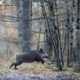 Les chasseurs mobilisés contre la peste porcine africaine