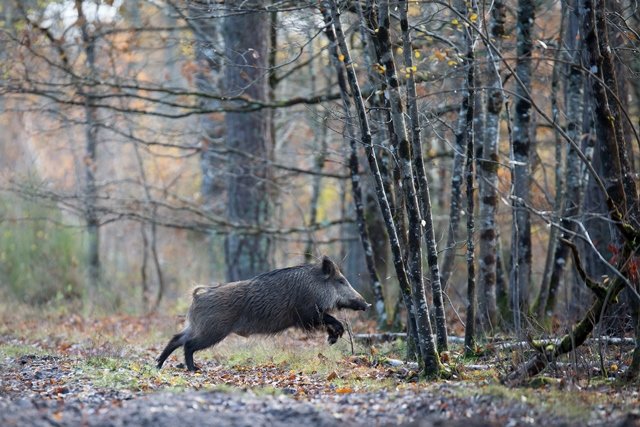 Les chasseurs mobilisés contre la peste porcine africaine