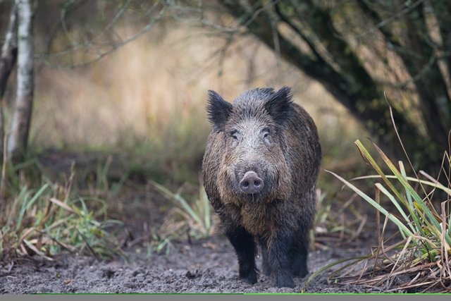 Point sur la situation de la peste porcine africaine