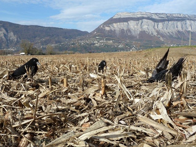 Formations cynégétiques 2024 : informations et inscriptions - Fédération  Départementale des Chasseurs de l'Isère