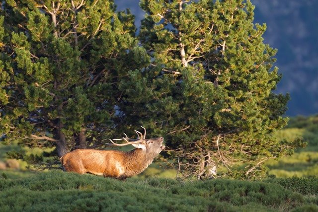 L’accouplement et la mise bas chez les animaux sauvages