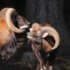 Les parades nuptiales chez les animaux