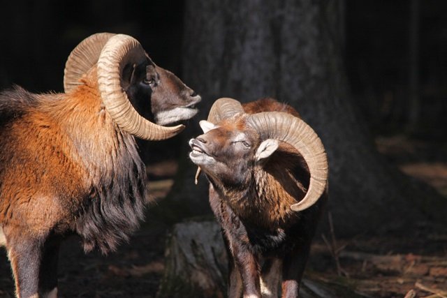 Les parades nuptiales  chez les animaux