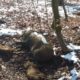 La Peste Porcine Africaine