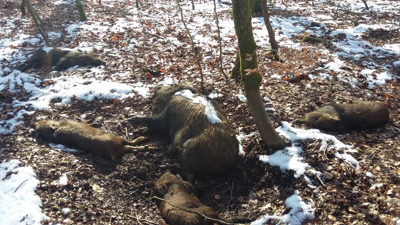 La Peste Porcine Africaine