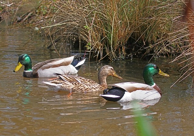 Chasse: Les munitions au plomb polluent les écosystèmes, d'après une étude