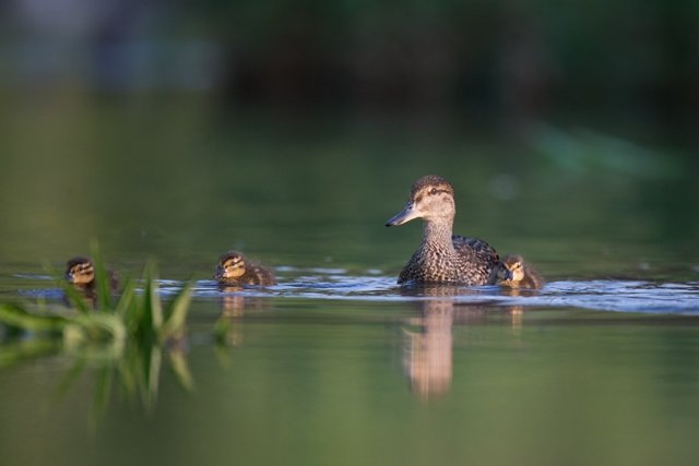 L’élevage des jeunes dans la vie sauvage