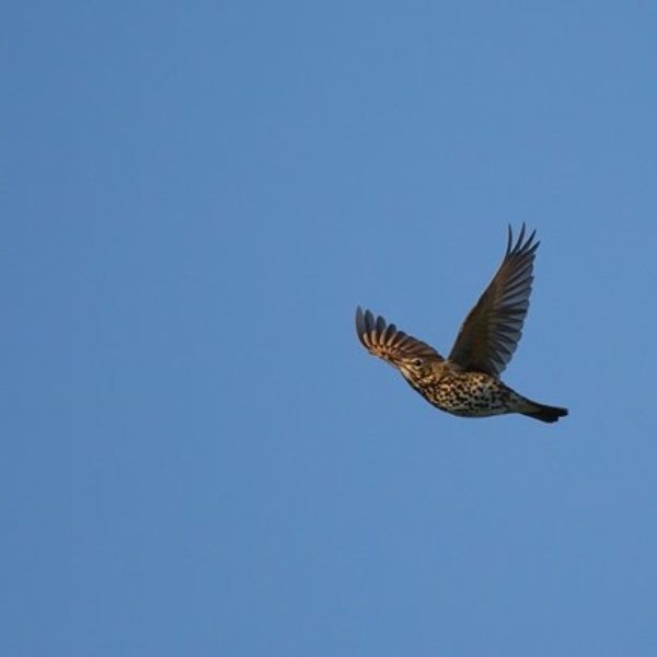 La chasse aux alières