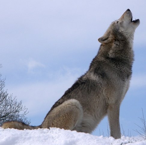 Consultation publique sur le Loup