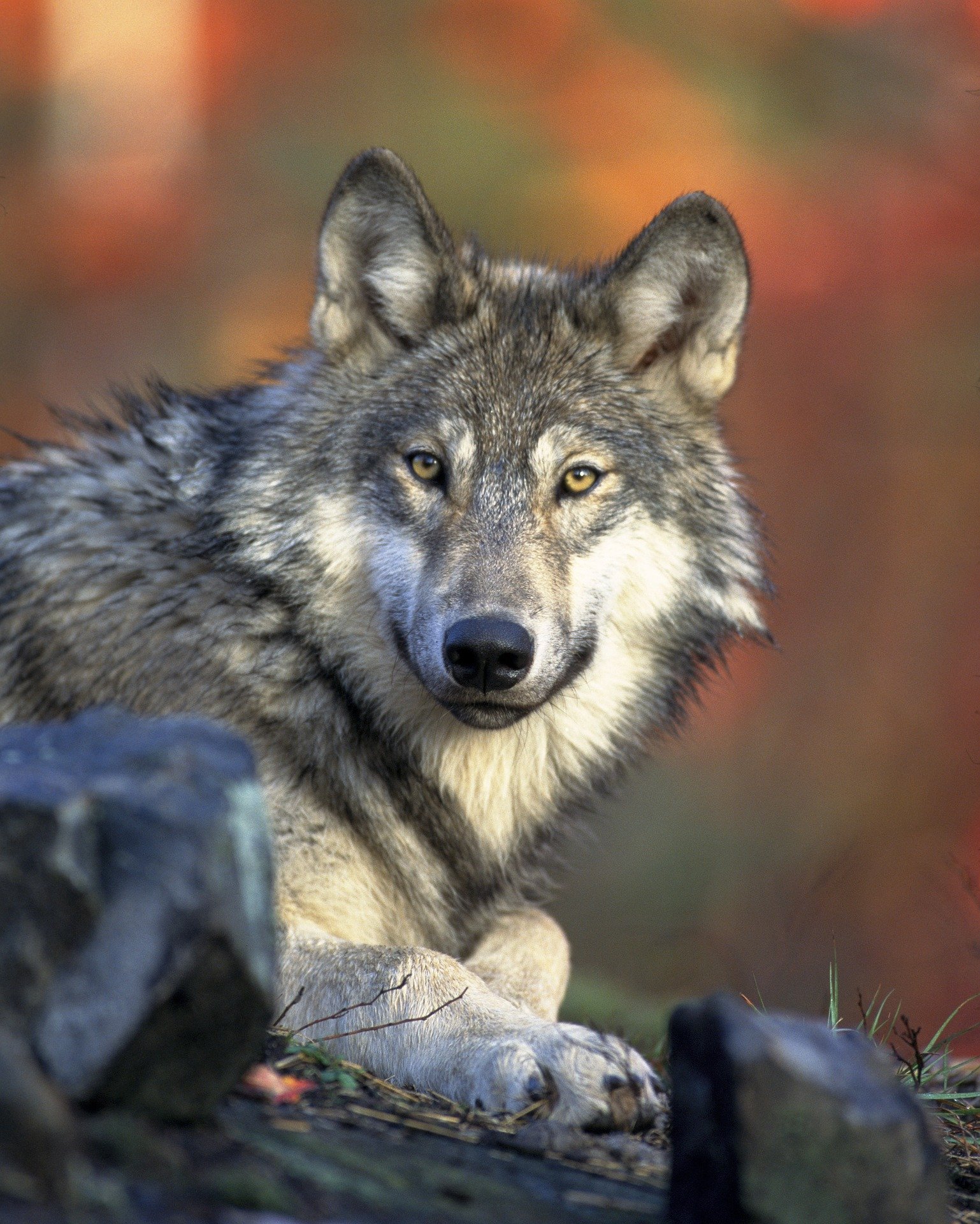 Bilan hivernal de la population de Loup : le seuil des 500 loups est atteint