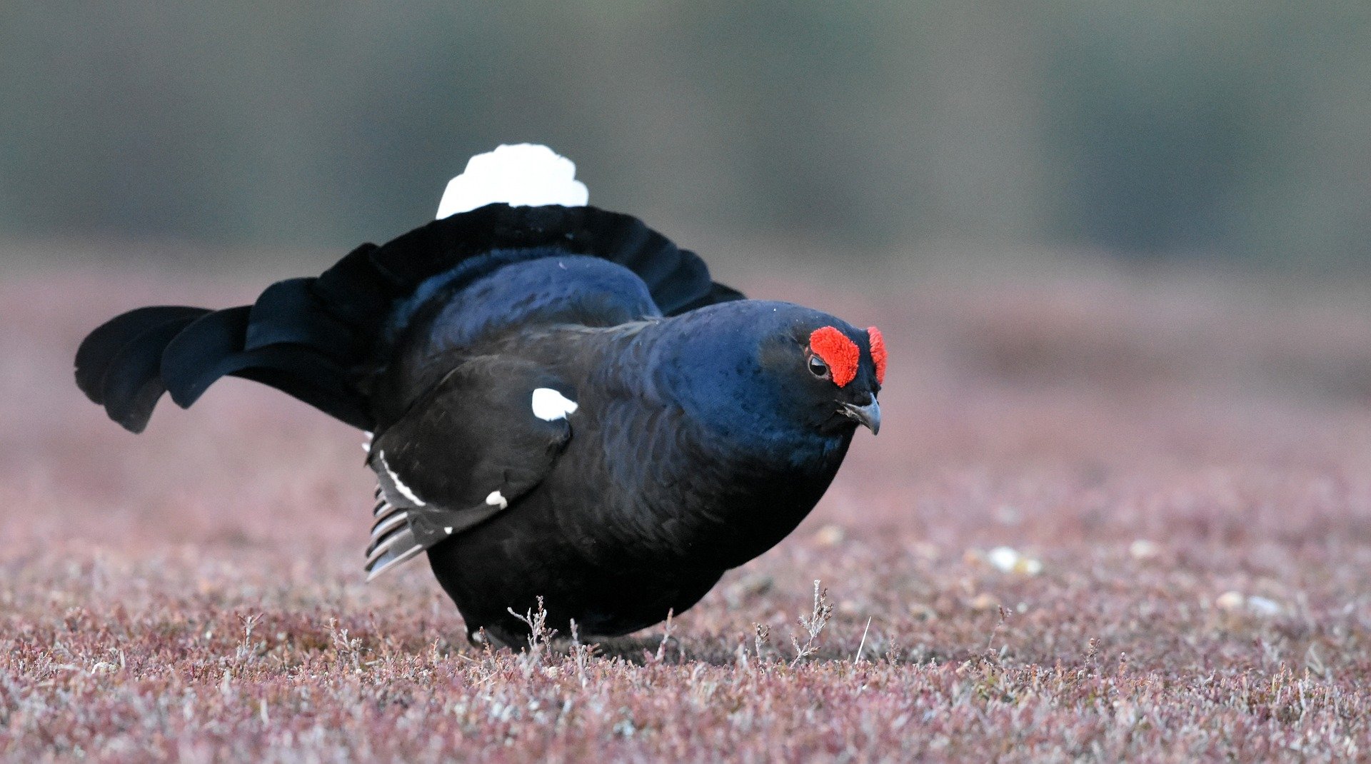 La chasse au petit-gibier de montagne ouvre ce dimanche