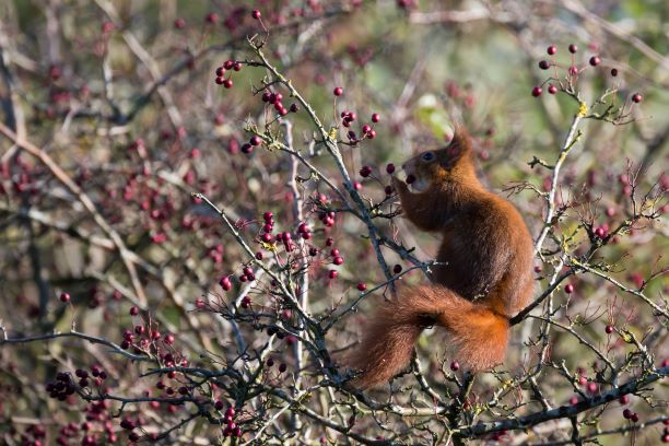 10 ans que les chasseurs plantent des haies en Isère !