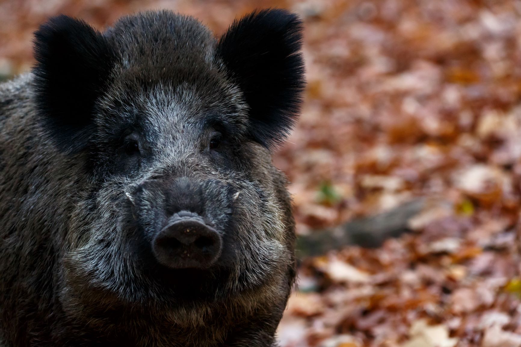 La faune sauvage, réservoir de pathogènes  Anses - Agence nationale de  sécurité sanitaire de l'alimentation, de l'environnement et du travail