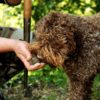 La Chasse à la truffe