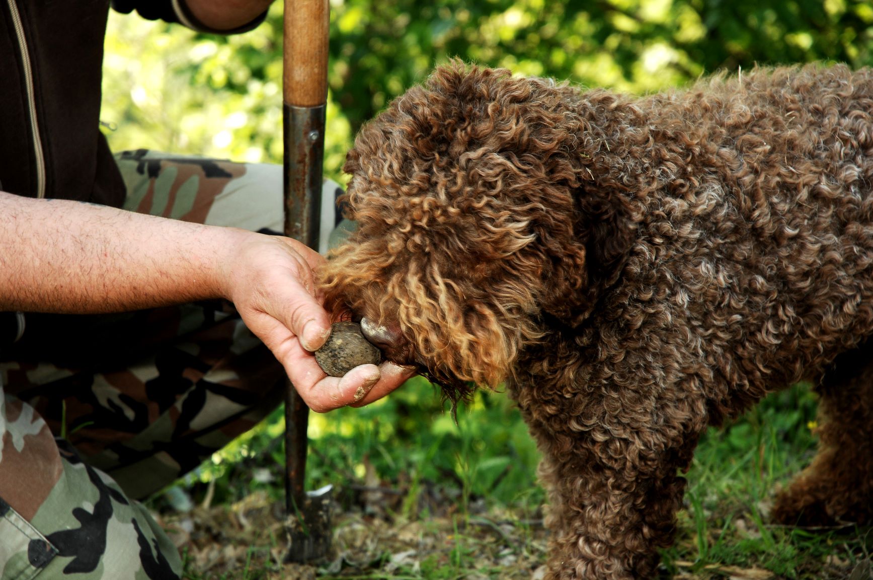 La Chasse à la truffe