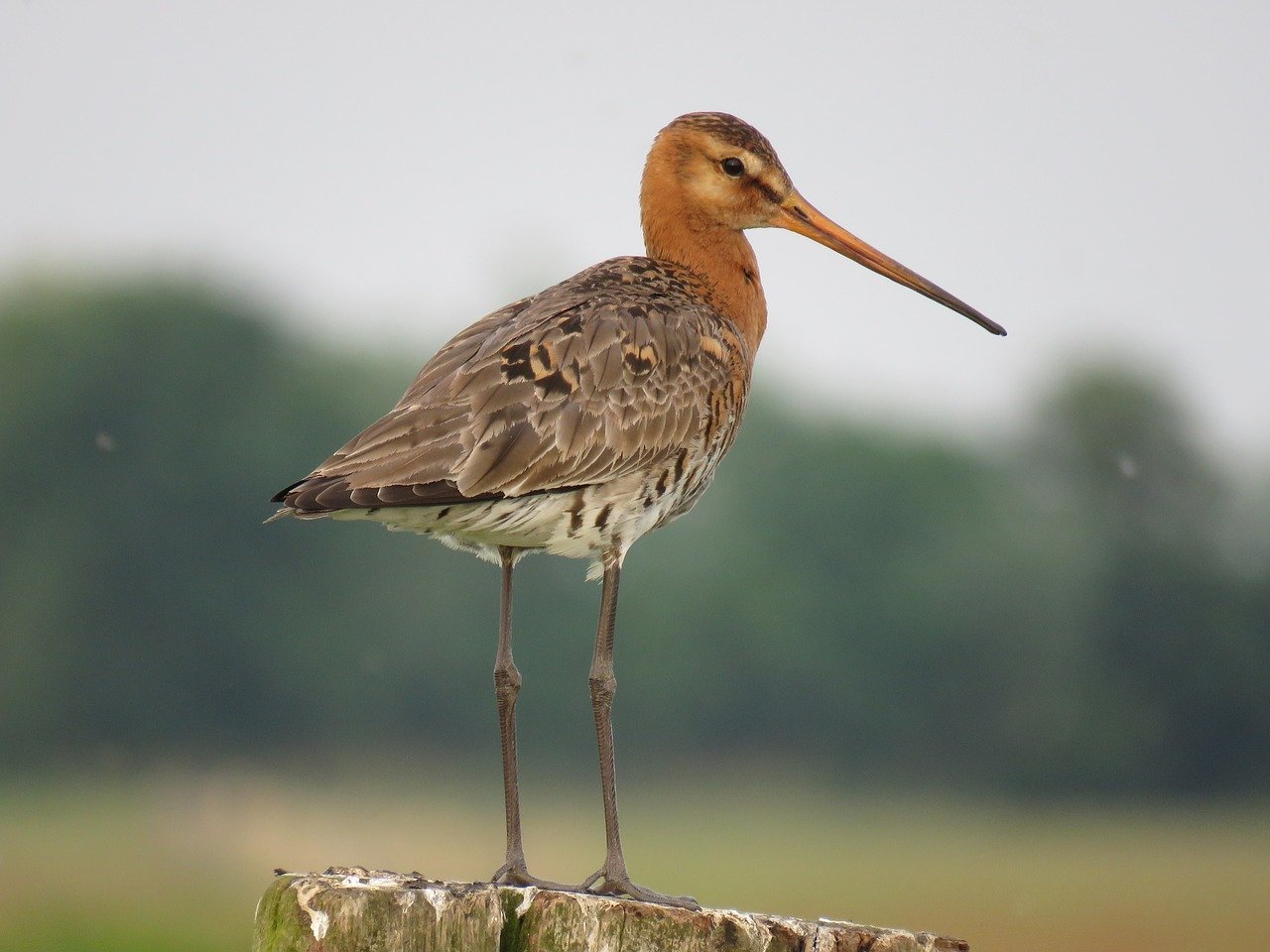 Bientôt l’ouverture de la chasse des oiseaux de passage et du gibier d’eau