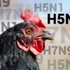 Alerte influenza aviaire