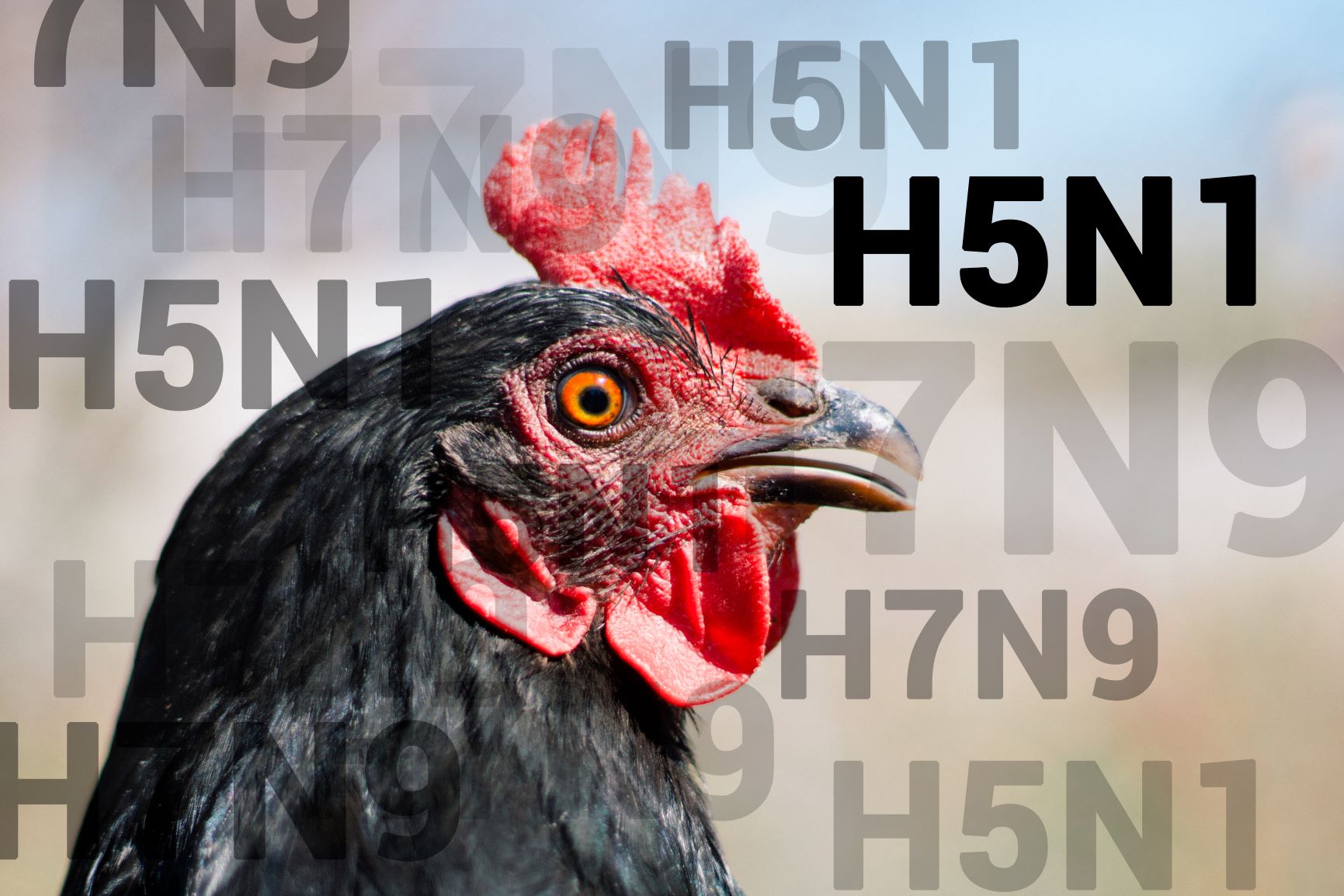 Alerte influenza aviaire
