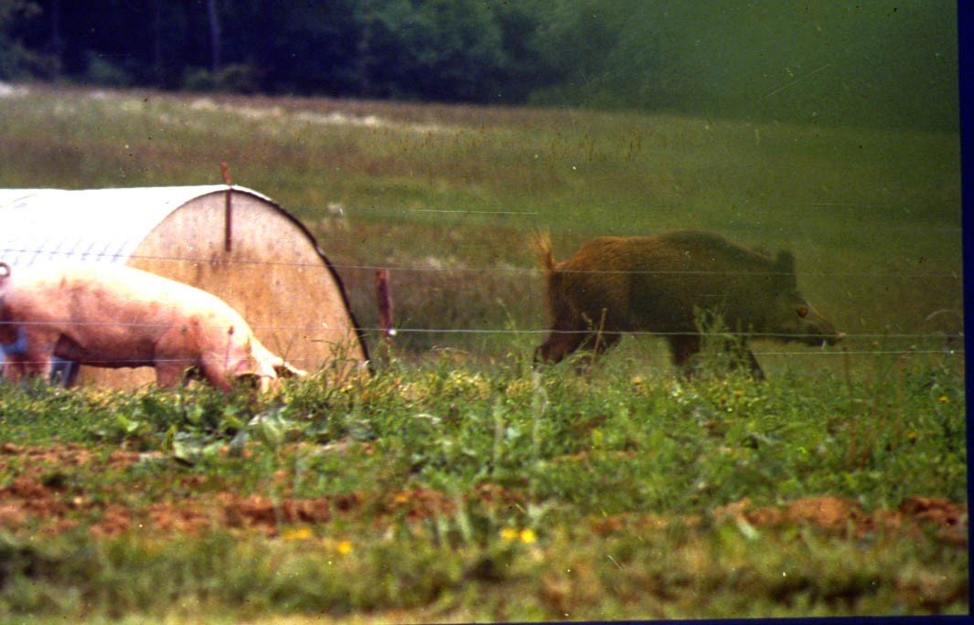 La maladie d’Aujesky et sa transmission aux chiens de chasse