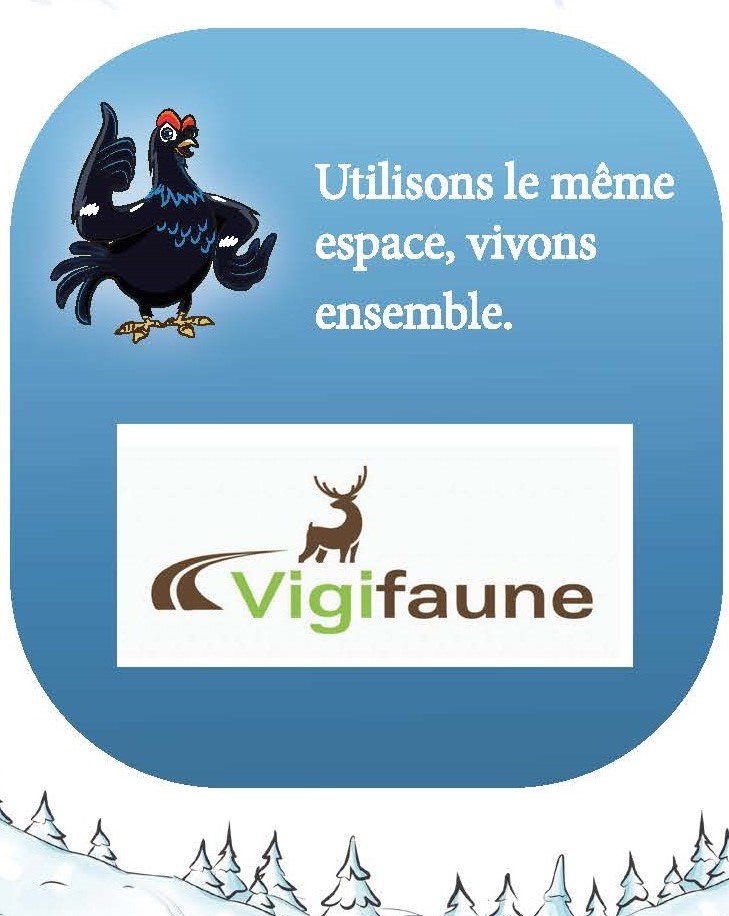 Vigifaune : une appli « tout chut » pour le Tétras-lyre