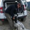 Bientôt les comptages aux chiens !