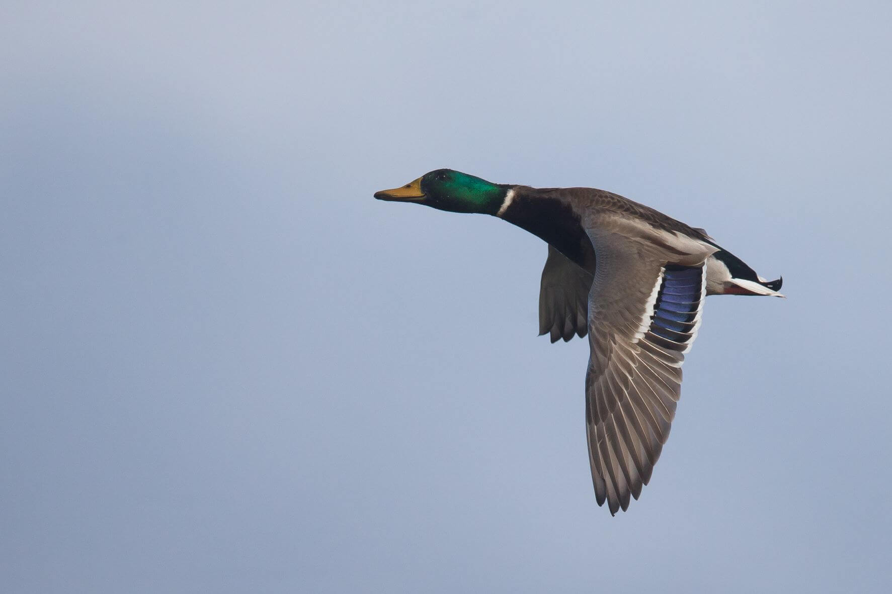 La lecture d’ailes chez les anatidés