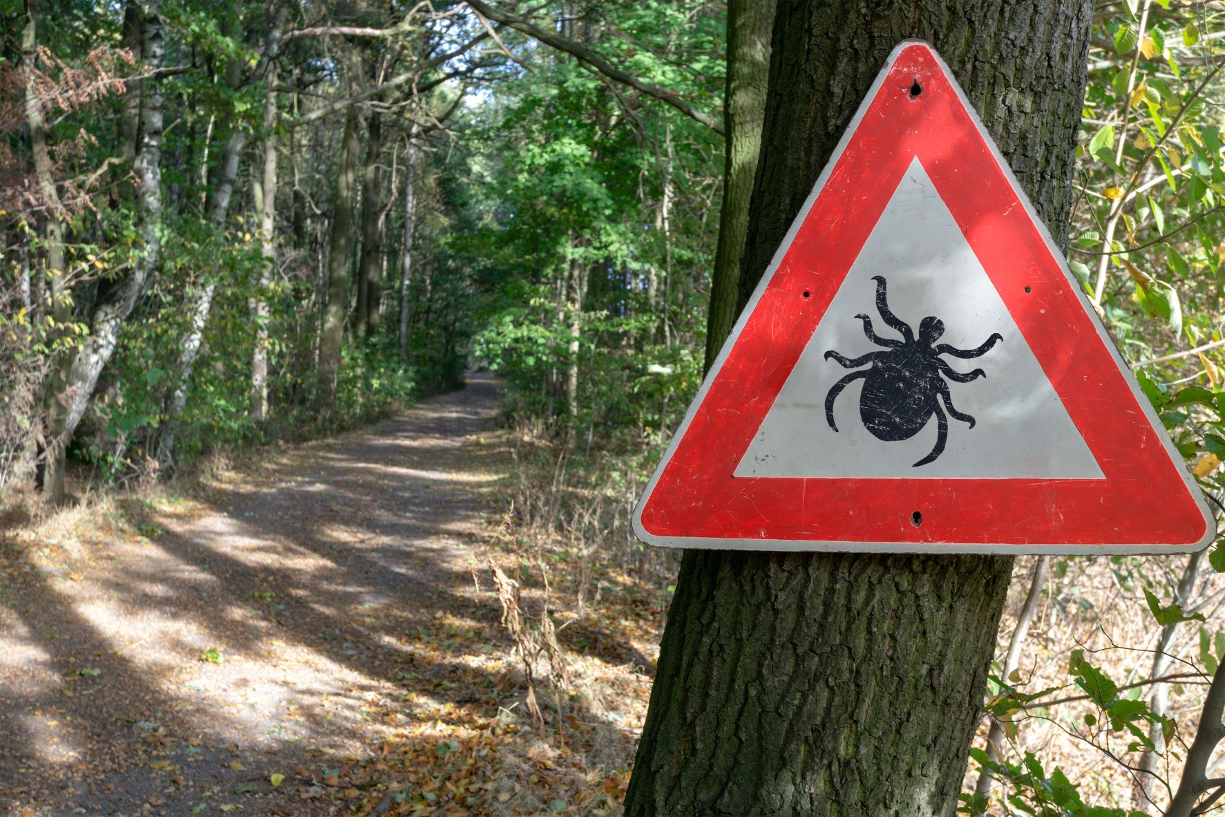 Lyme, une maladie peu connue mais en recrudescence