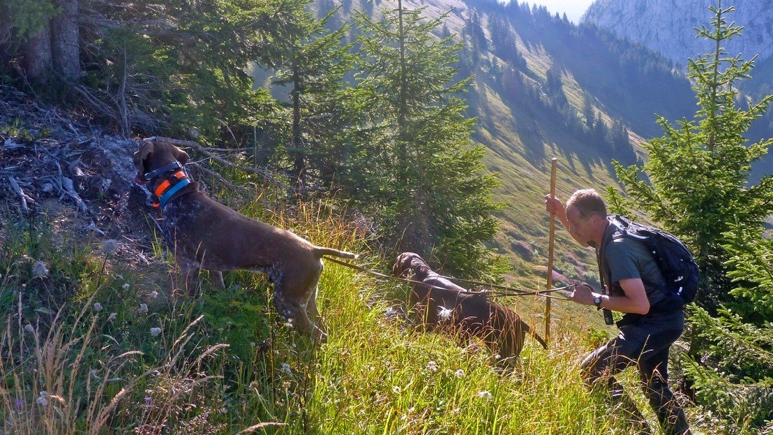 Tétras-lyre, lagopède et bartavelle : une saison blanche pour la chasse dans les Alpes du nord