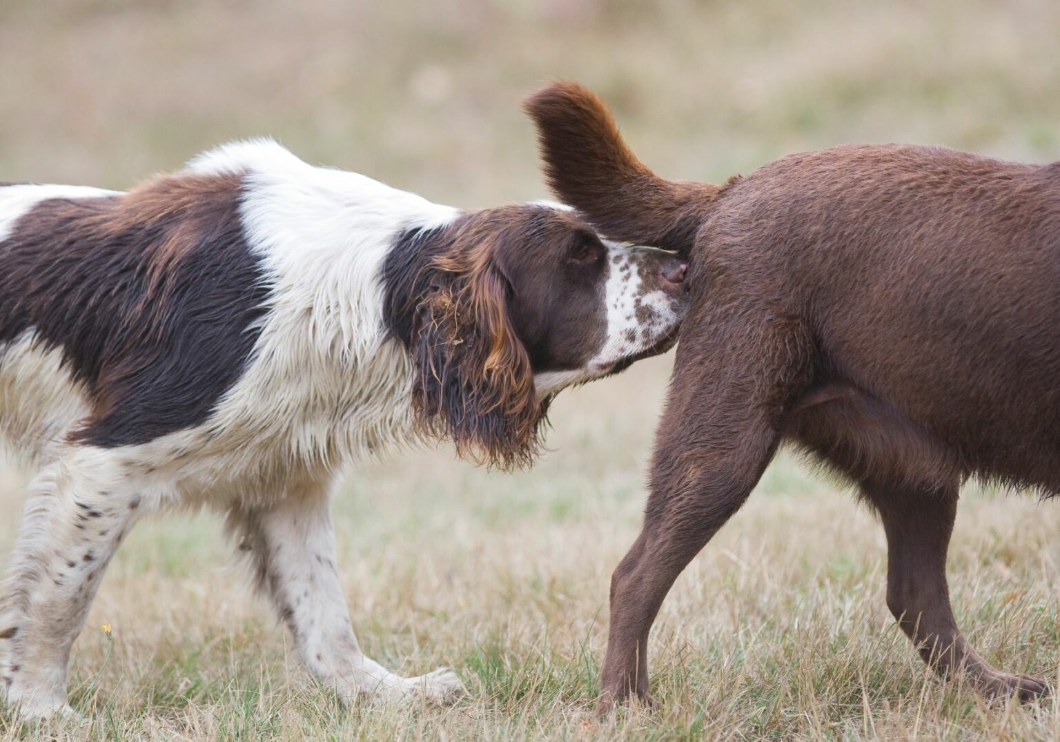 Saillie et gestation du chien Fédération Départementale des Chasseurs de l