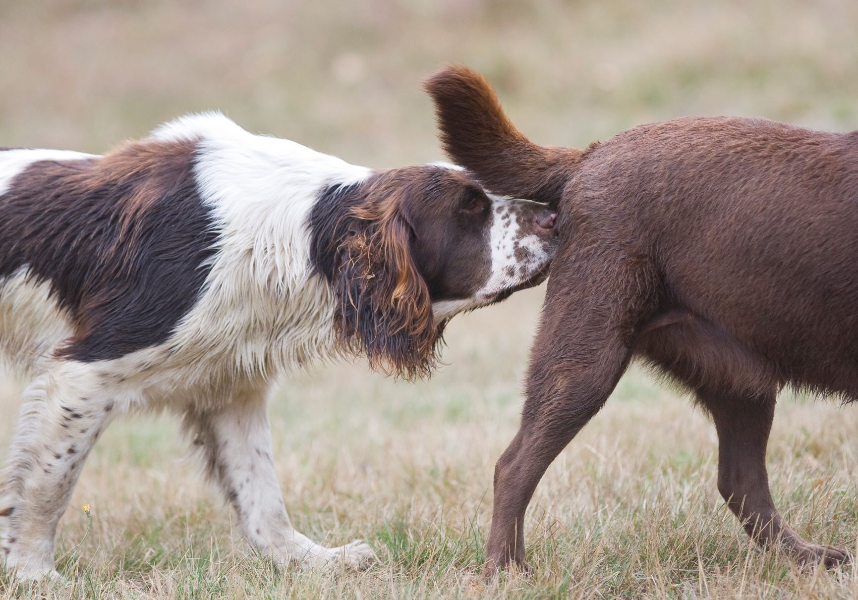 Saillie et gestation du chien