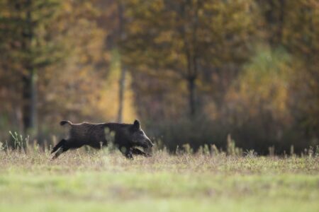 Formations cynégétiques 2024 : informations et inscriptions - Fédération  Départementale des Chasseurs de l'Isère