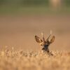 La consanguinité dans le monde animal