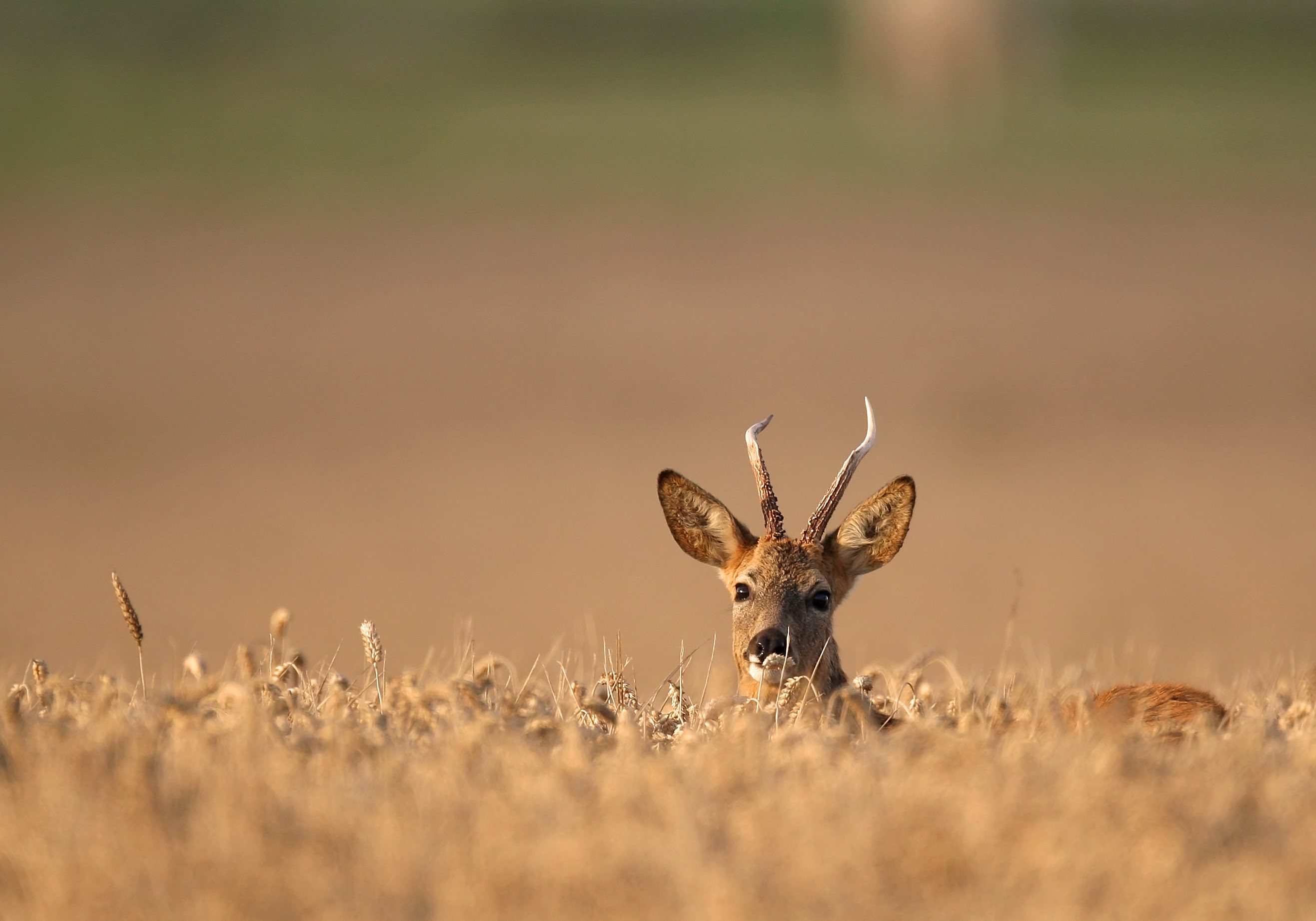 La consanguinité dans le monde animal