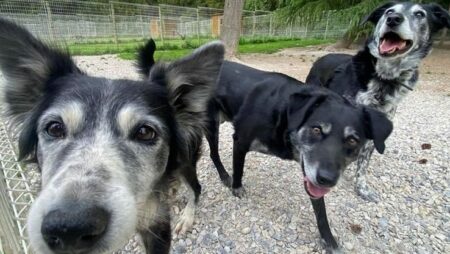 Bientôt les vacances d’été, où faire garder mes chiens ?