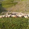La Transhumance, c’est quoi ?