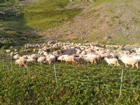 La Transhumance, c’est quoi ?