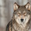 Faut-il crier au Loup ?