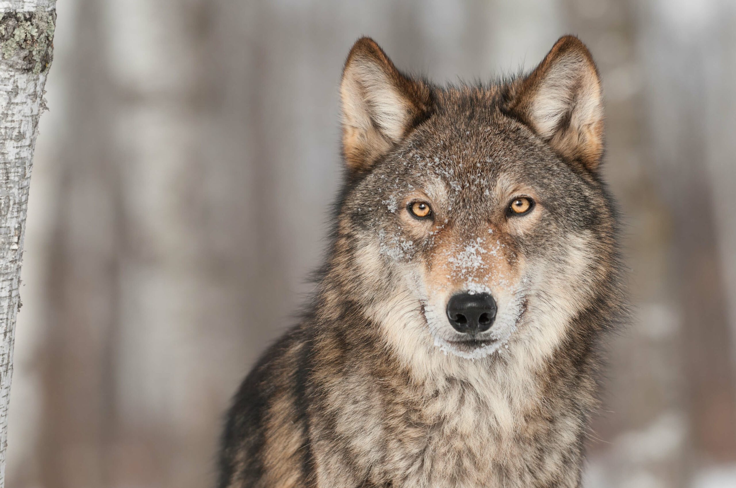 Faut-il crier au Loup ?