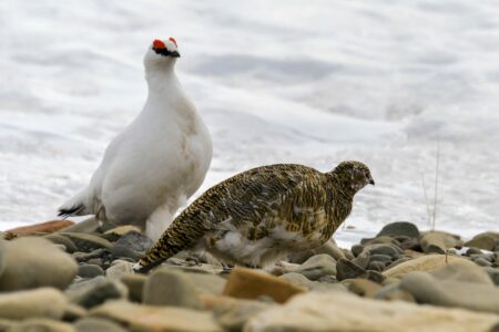 Chasse des galliformes de montagne :<br>le juge maintient la chasse du Lagopède alpin en Isère