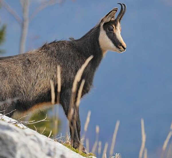 Formation chamois