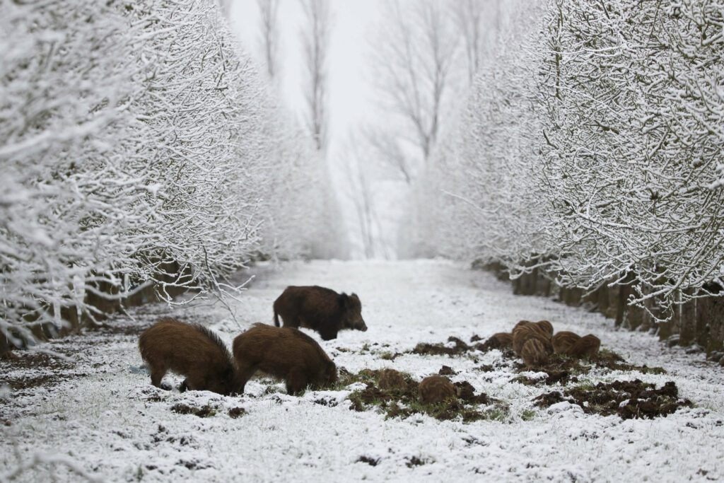 3 sangliers fouinant dans la neige accompagnés de leurs marcassins