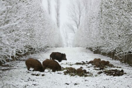 La Chasse en temps de neige : entre définitions juridiques et pratiques de terrain